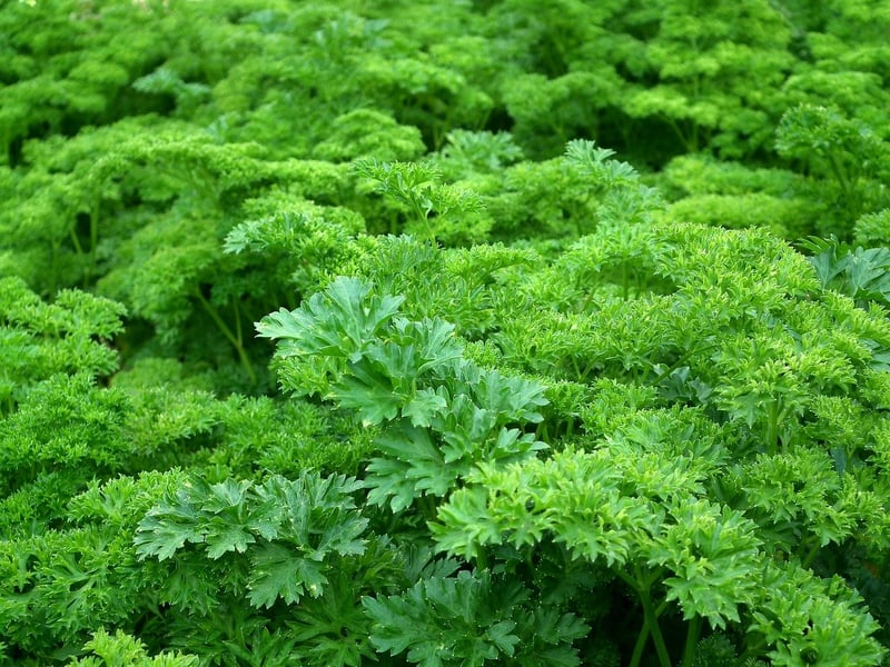 Fresh Herbs