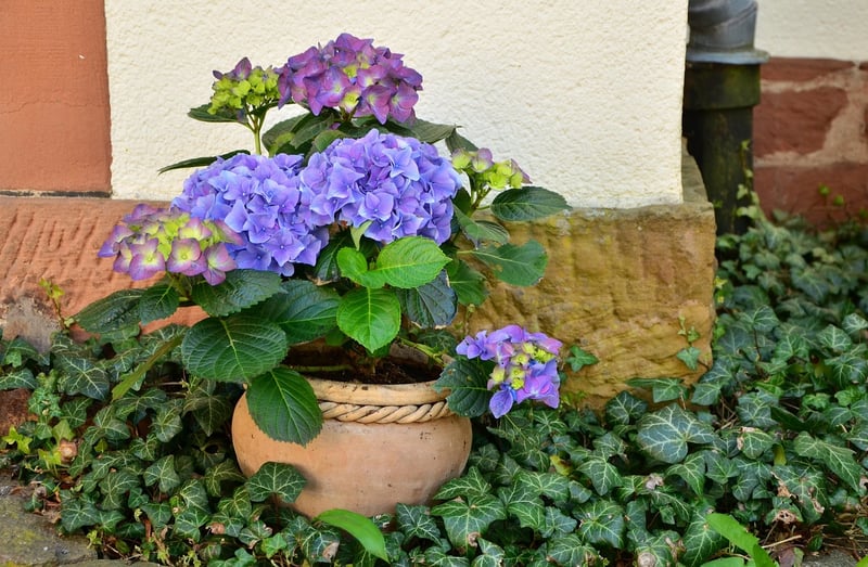 Container Gardening